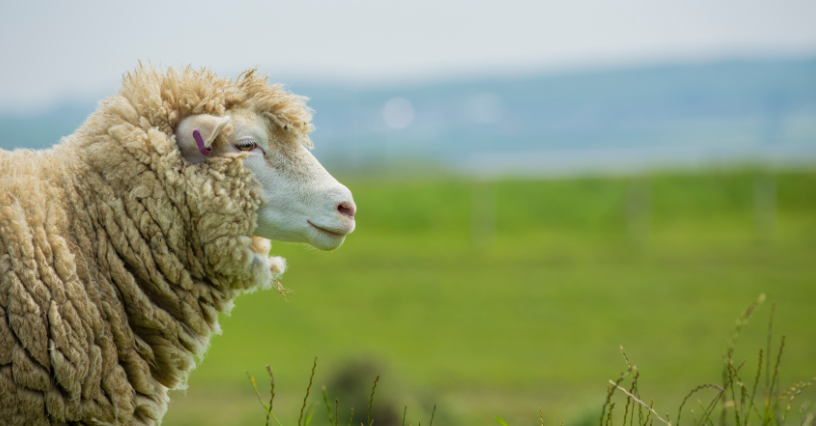 Owca merynos pasie się na zielonej łące