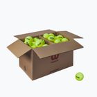 Piłki tenisowe Wilson Trinity Club 72 szt. yellow