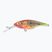 Wobler FishTank Charlie parrot