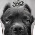 Koszulka damska Pitbull Ir white 3