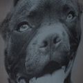 Plecak męski Pitbull Pitbull Ir 28 l black/grey 12