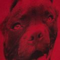 Plecak męski Pitbull Pitbull Ir 28 l black/red 13