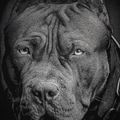 Bluza męska Pitbull Born In 1989 Crewneck black 6