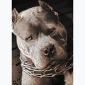 Koszulka męska Pitbull Mugshot 2 black 9