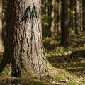 Kije trekkingowe KADVA Torre  regulowane karbonowe zielony 9