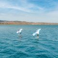 Skrzydło do wingfoil Aztron Soar 4.0 Air Wing 5