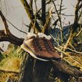 Buty męskie New Balance 754 Classic brown 12