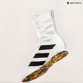 Buty bokserskie adidas Box Hog 4 cloud white/core black/cloud white 10