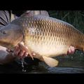 Wędka karpiowa Sportex Purista Carp XTF czarna 6