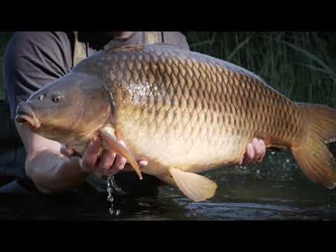 Wędka karpiowa Sportex Purista Carp XTF czarna 6