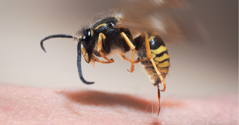 Użądlenia szerszenia, pszczoły lub osy – charakterystyka, objawy i pierwsza pomoc przy ukąszeniu owadów