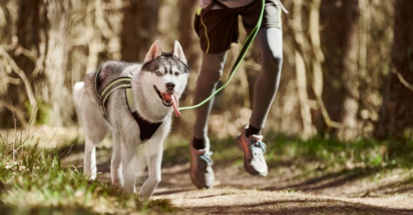 Bieganie z psem: czym jest canicross, co jest potrzebne, jak zacząć uprawiać sportowe bieganie z psem?